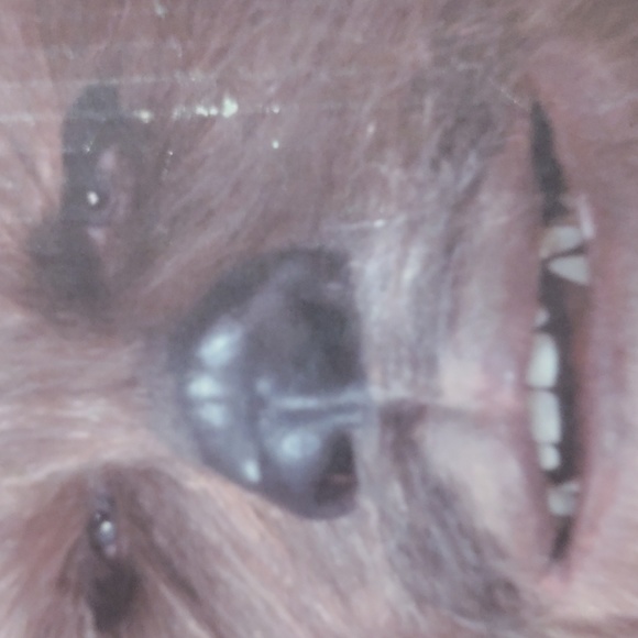 Chewbacca and the San Francisco Giants bobble head - Picture 3 of 6